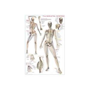  The Skeleton System Laminated Poster