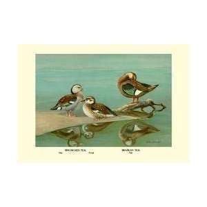    Ring Necked and Brazilian Teals 20x30 poster