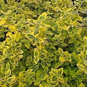  EUONYMUS EMERALD N GOLD / 5 gallon Potted Patio, Lawn 