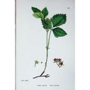  Botany Plants C1902 Stone Bramble Rubus Saxatilis