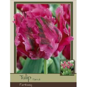  Tulip Parrot Fantasy Patio, Lawn & Garden