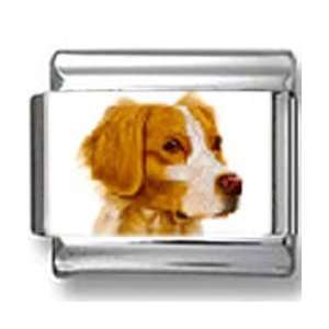 Brittany Spaniel Dog Photo Italian Charm