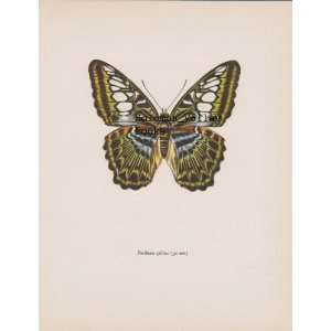   10 Colour Plate Of Parthenos Sylvius (Butterfly) 
