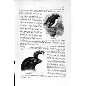    NATURAL HISTORY 1895 LITTLE AUK BIRDS TUFTED PUFFIN
