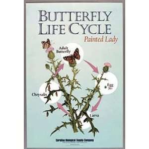 Butterfly Life Cycle Poster  Industrial & Scientific