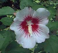 Rose of Sharon Ornamental Flower Shrub   Select Color, Nice Home 