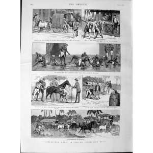  1889 Canterbury Week Calicut India Horse Racing Sport 