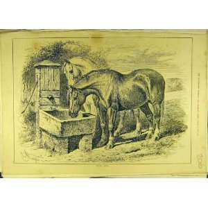   1882 Thirsty Souls Horse Trough Horses Sturgess Print