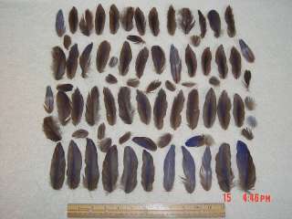 70+ Hyacinth Macaw Under Wing Covert Feather Peyote Fly  