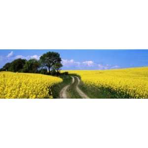  Canola, Farm, Yellow Flowers, Germany by Panoramic Images 