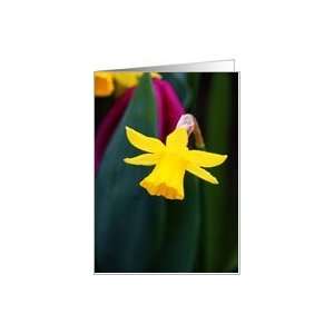  Daffodil, lone flower, blank inside Card Health 