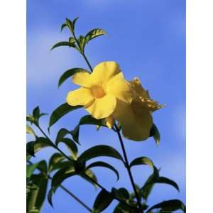  Yellow Alamanda Flowers, Martinique, Lesser Antilles, West 