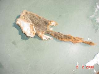 Fox Squirrel pelt beautifully tanned skin hide leather, also called 