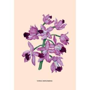  Orchid Cattleya Amethystoglossa 12x18 Giclee on canvas 