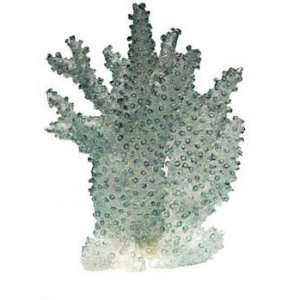  Illuminated Staghorn Coral, Large (Ethical)