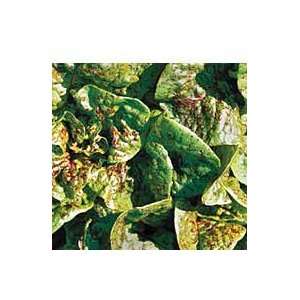  Lettuce, Forellenschluss Patio, Lawn & Garden