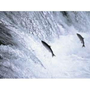  Sockeye Salmon Spawning, Katmai National Park, AK 