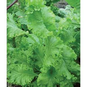   Mustard, Southern Giant Curled 1 Pkt.(500 Seeds) Patio, Lawn & Garden