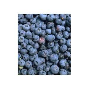  Vaccinium Polaris   Blueberry, Northern Patio, Lawn 