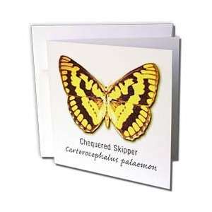  Boehm Graphics Butterfly   Chequered Skipper Butterfly 