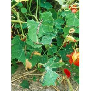 Caterpillar Damage, Cabbage White on Tropaeolum (Nasturtium) Premium 