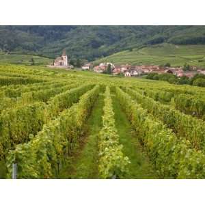 Vineyards and Villages Along the Wine Route, Alsace 