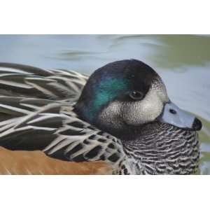  Chiloe Widgeon Taxidermy Photo Reference CD Sports 