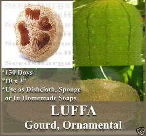 Gourd seeds   SPONGE LUFFA LOOFA LOOFAH   SOAP MAKING*~  
