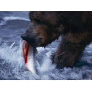  A Grizzly Bear Snags a Salmon out of a Stream Stretched 