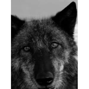  Grey Wolf Face Portrait in Black and White Stretched 