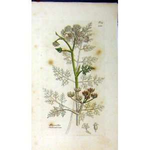  1809 Sowerby Botanical Print Oenanthe Phellandrium