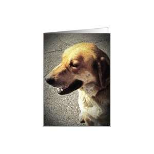  Sketch of Golden Dog    Blank Note Card Card Health 