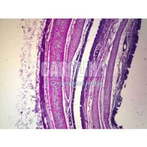 Mammal Cartilage Composite, sec. Microscope Slide, 7 u  