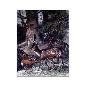  Fallow Deer Poster Print