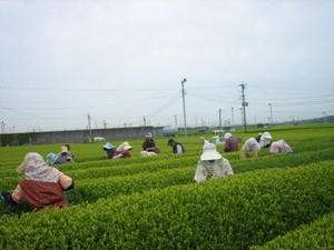 Japanese Healthy Green Tea SHIZUOKA YABUKITA CHA 100g  