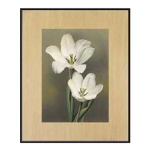   Tulipani   Artist A. Trivelli  Poster Size 45 X 37