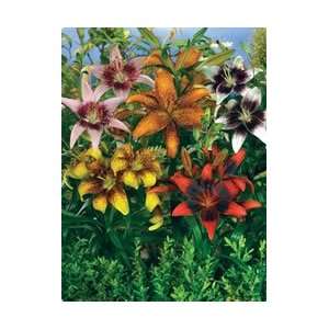  Lily   Tango   Mixed Colors Flower Bulbs Patio, Lawn 