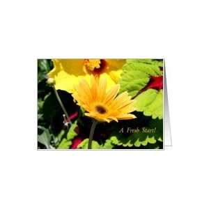  A Fresh Start Shasta Daisy in a Flower Garden Card 