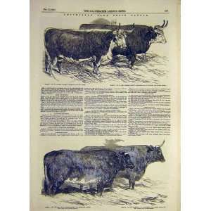   1851 Hereford Heifer Animal Cattle Ox Devon Old Print