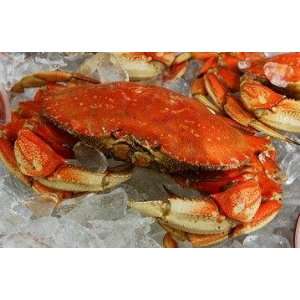 FRESH Cooked DUNGENESS CRABS (6 Large Crabs)