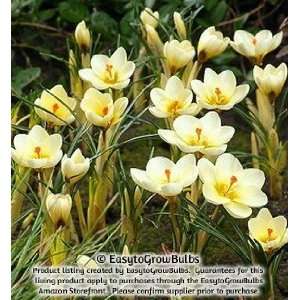  Crocus chrysanthus Cream Beauty   25 bulbs   5+ cm Patio 