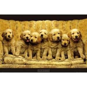  Shades of Gold Kimberlin Cute Puppy Dog Animal Poster 24 x 