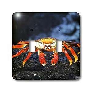 Kike Calvo Galapagos   Sally Lightfoot Crab,Grapsus grapsus,Santiago 