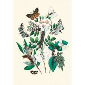  Moths L. Salicis, O. Dispar, et al. 24X36 Canvas Giclee 