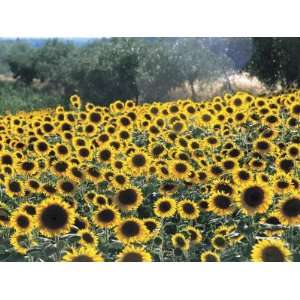  High Angle View of Sunflowers in a Field, Assisi, Umbria 
