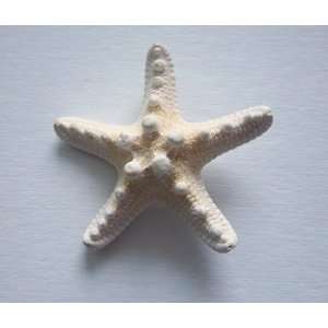  Hand Made Starfish Barrette Beauty