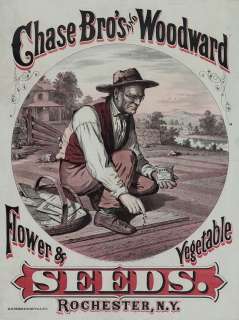 CHASE BROTHERS WOODWARD SEEDS ROCHESTER NEW YORK FLOWERS VEGETABLES 