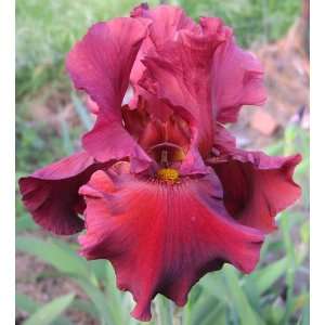  Iris Red Hawk red giant bearded 15_perennials Patio, Lawn 