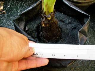 Bulb MUSA KLUAI HOM KRAE, DWARF Banana Plant + Free Phytosanitary 