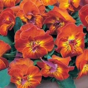  Angel Amber Kiss Pansy Flower Seed Pack Patio, Lawn 